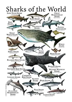 Poster Prints: Sharks of the World, Natural History Illustration