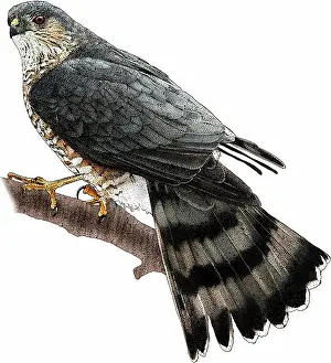Hawk Prints: Sharp-shinned Hawk