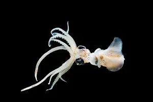Cephalopod Prints: Sharpear Enope Squid (Ancistrocheirus lesueurii)