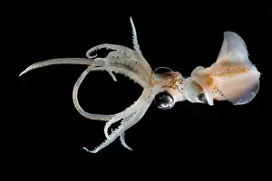 Cephalopod Prints: Sharpear Enope Squid (Ancistrocheirus lesueurii)
