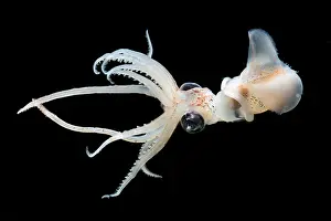Cephalopod Prints: Sharpear Enope Squid (Ancistrocheirus lesueurii)