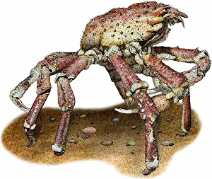 Arthropod Prints: Sheep crab