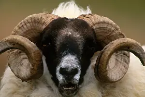 Bovidae Prints: Sheep