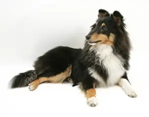 Natural Prints: Sheltie