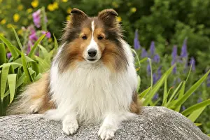 Rock Prints: Sheltie Dog in a Garden, Shetland Sheepdog