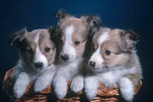Pups Prints: Sheltie Puppies