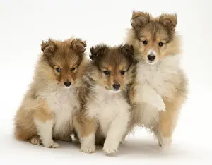 : Three Sheltie Puppy Dogs or Shetland Sheepdog Pups