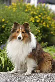 Rock Prints: Shetland Sheepdog