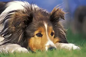 Shot Prints: Shetland Sheepdog or Sheltie in the grass