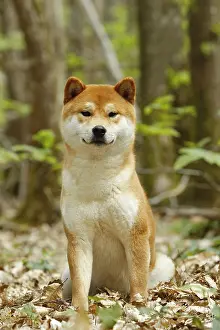 Dogs Prints: Shiba Inu Dog