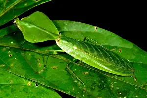 Mantis Prints: Shield Mantis