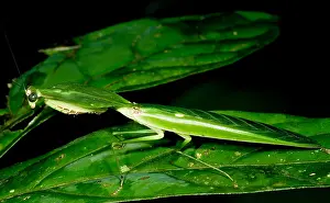 Mantis Prints: Shield Mantis