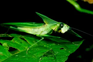 Mantis Prints: Shield Mantis
