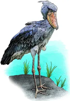 Images Dated 6th May 2016: Shoebill