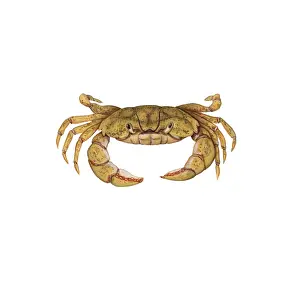 Invasive Prints: Shore Crab