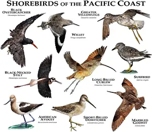 Animals Prints: Shorebirds of the Pacific Coast