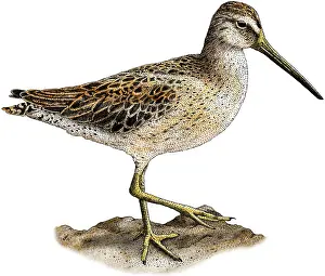 Wading Prints: Short-Billed Dowitcher