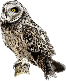 Raptor Prints: Short-Eared Owl