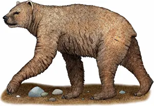 Bear Prints: Short-faced Bear
