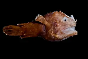 Fish Prints: Short Lure Netdevil (Photocorynus spiniceps)