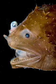 Fish Prints: Short Lure Netdevil (Photocorynus spiniceps)