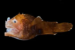 Short Prints: Short Lure Netdevil (Photocorynus spiniceps)