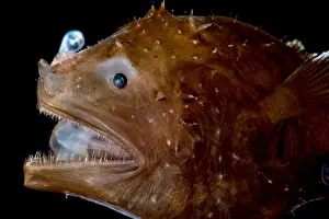 Short Prints: Short Lure Netdevil (Photocorynus spiniceps)