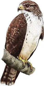 Buteo Prints: Short-Tailed-Hawk