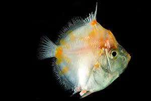 Orange Prints: Shortspine Boarfish (Antigonia combatia)