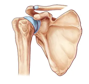Diagram Prints: Shoulder Joint, illustration
