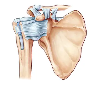 2016 Prints: Shoulder Ligaments, illustration