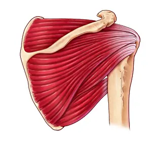 Joint Prints: Shoulder Muscles, illustration