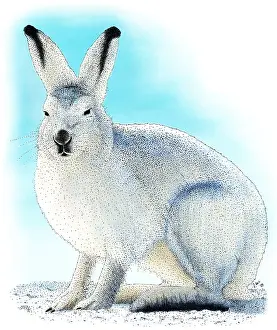 Hare Prints: Showshoe Hare