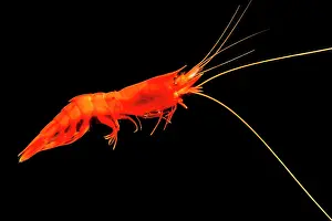 Decapod Prints: Shrimp (Acanthephyra acutifrons)