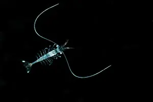 Transparent Prints: Shrimp (Funchalia villosa)