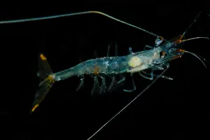 Transparent Prints: Shrimp (Funchalia villosa)