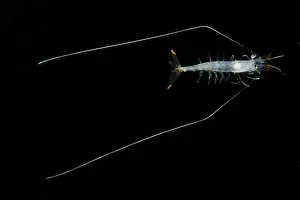 Transparent Prints: Shrimp (Funchalia villosa)