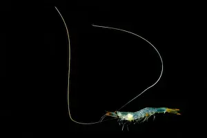 Transparent Prints: Shrimp (Funchalia villosa)