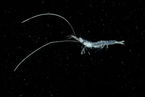 Arthropod Prints: Shrimp (Funchalia villosa)