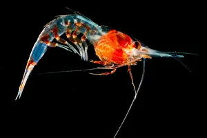 Predator Prints: Shrimp (Janicella sp.)