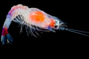 Orange Prints: Shrimp Larva (possibly Aristeidae sp.)