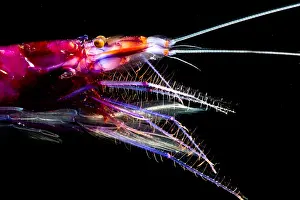 Shrimp (Sergia grandis)
