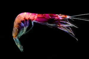 Decapod Prints: Shrimp (Sergia grandis)