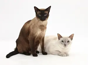 Studio Prints: Two Siamese Cats, a Seal Point and a Blue Point
