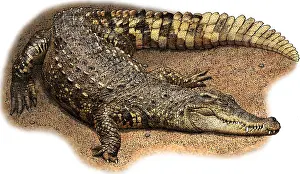 Crocodile Prints: Siamese Crocodile, C. siamensis, Illustration
