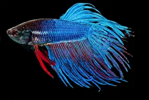 Fighting Prints: Siamese Fighting Fish