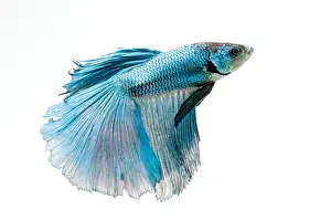 Freshwater Prints: Siamese Fighting fish or Betta