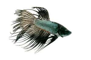 Freshwater Prints: Siamese Fighting fish or Betta