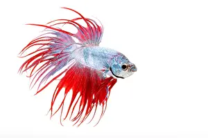 Freshwater Prints: Siamese Fighting fish or Betta