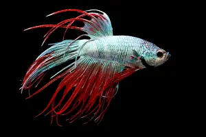 Asia Prints: Siamese Fighting Fish or Betta